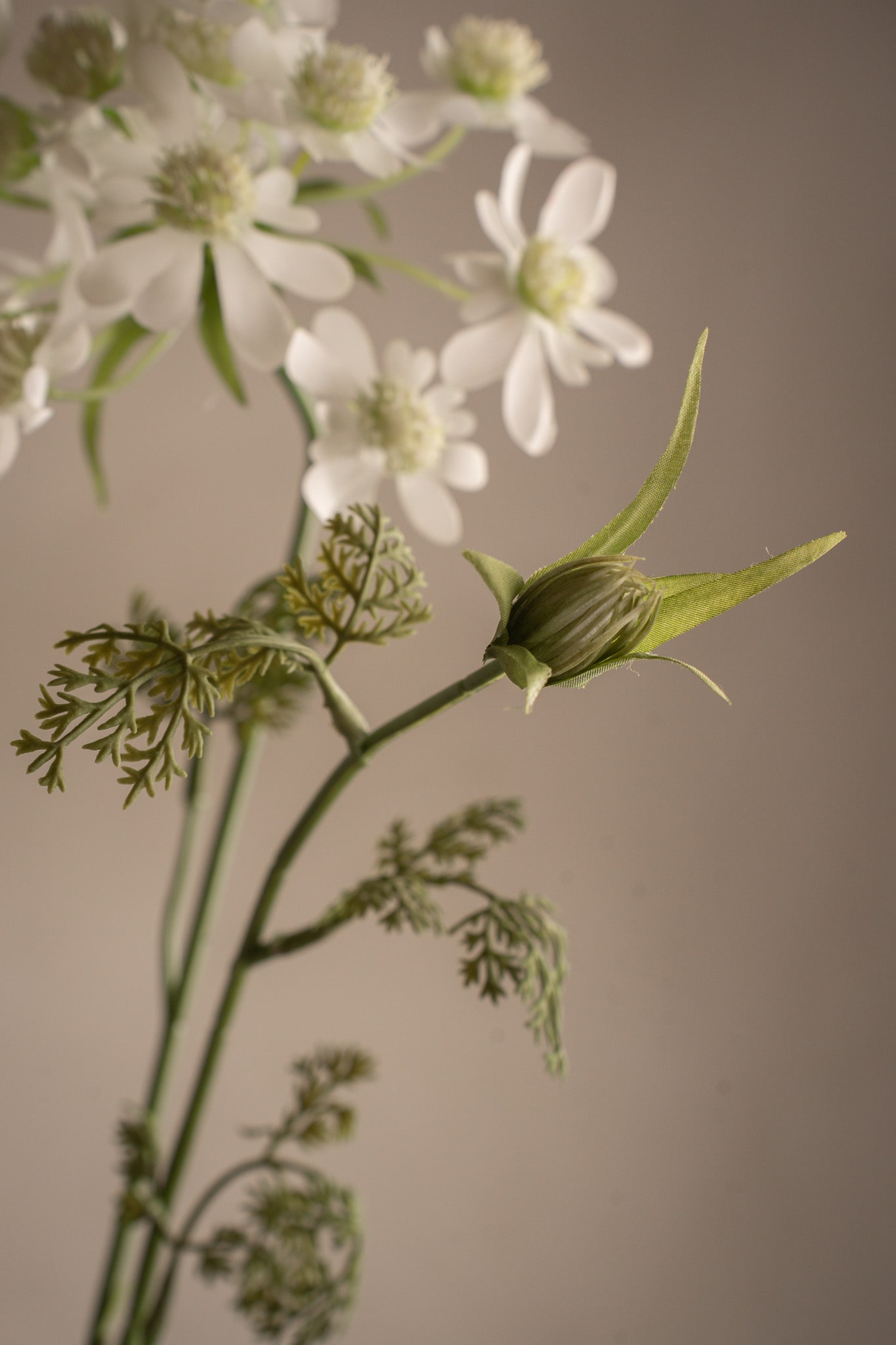 Blomsterkörvel