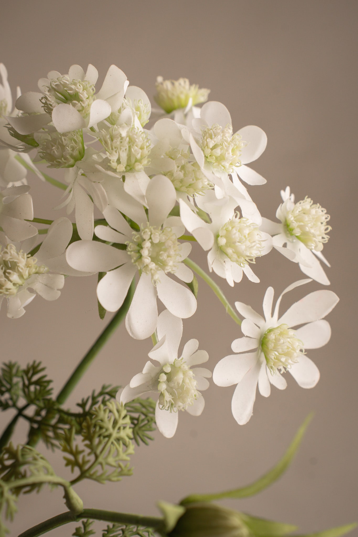 Blomsterkörvel