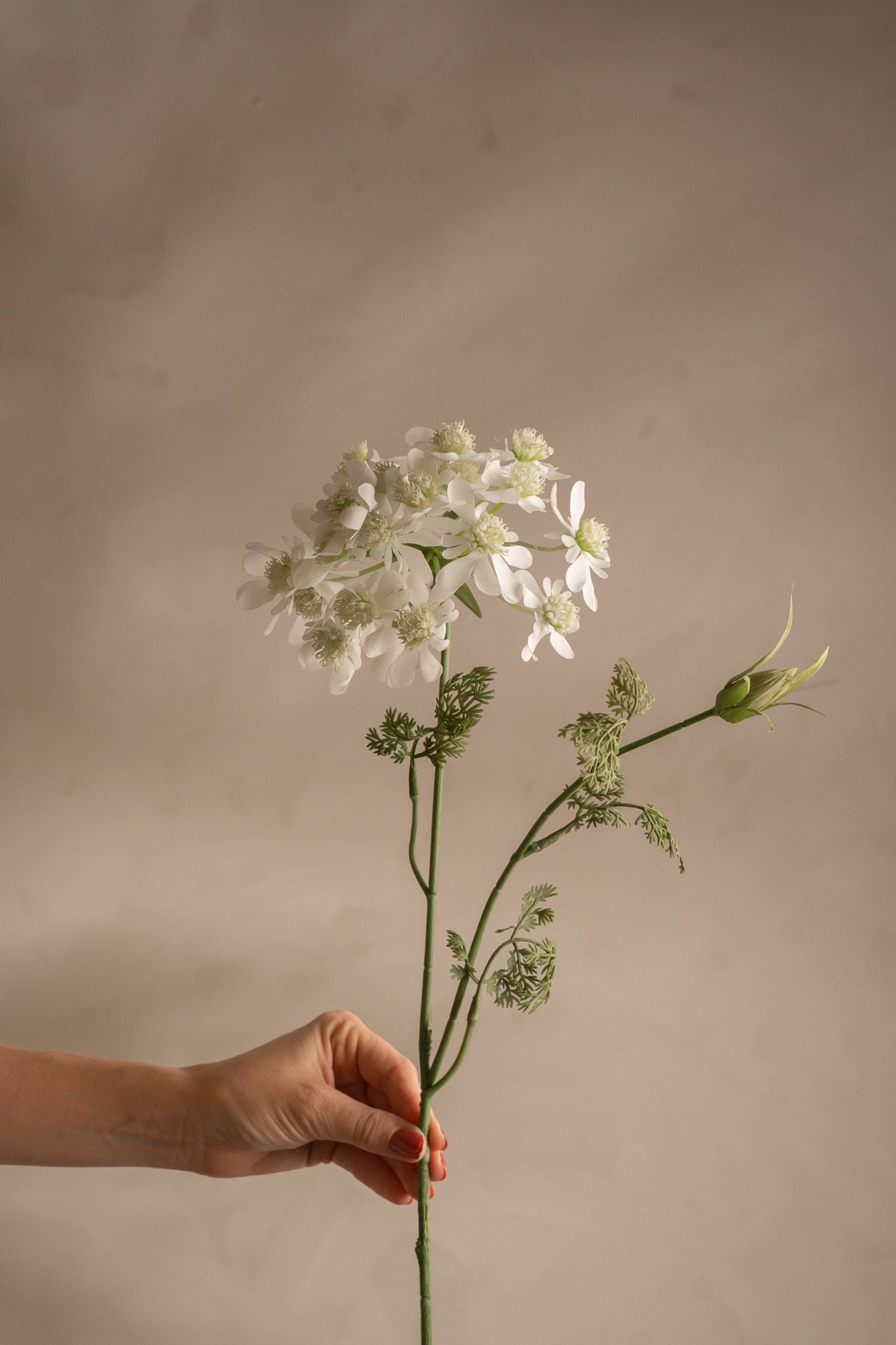 Blomsterkörvel
