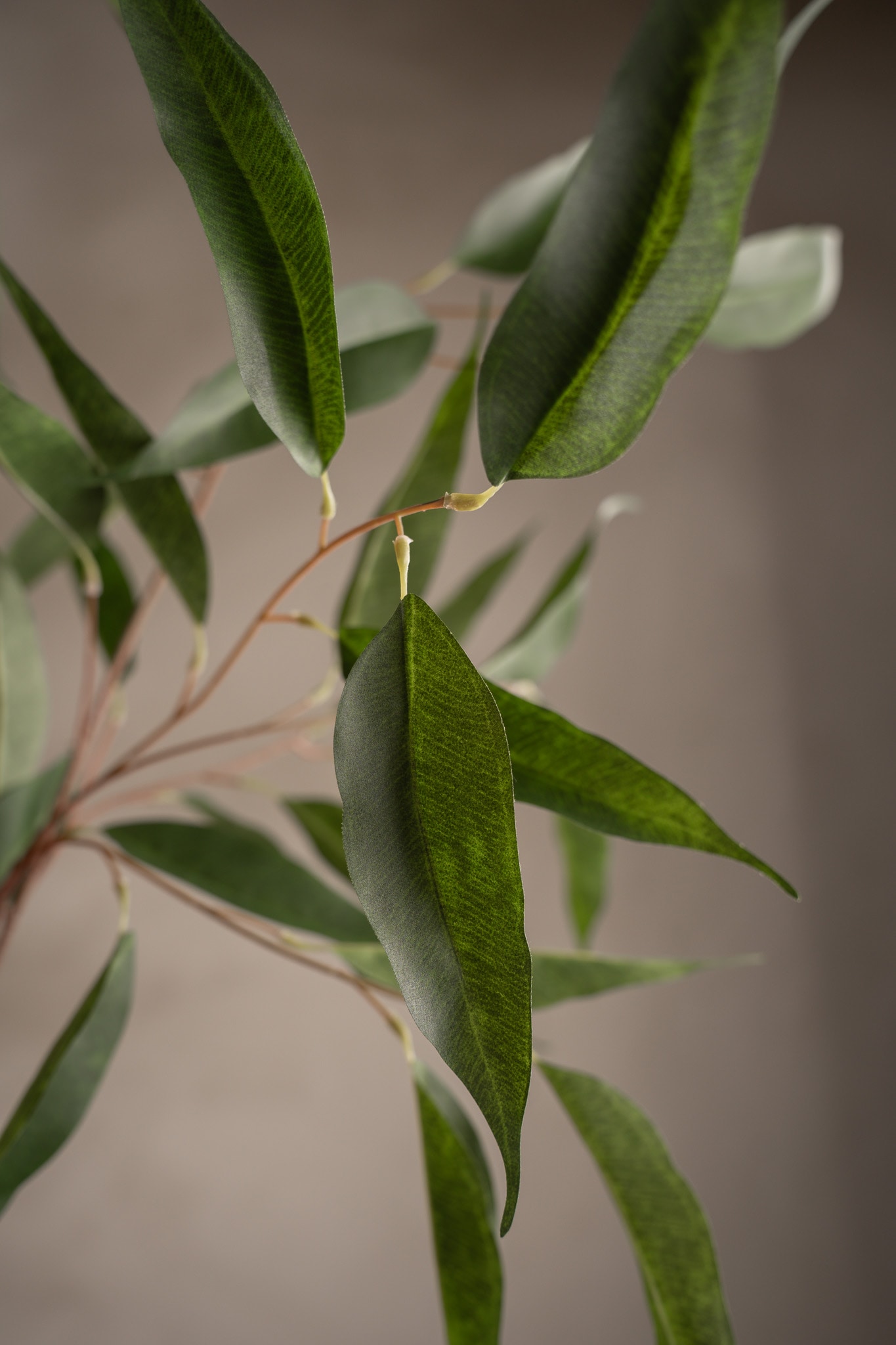 Eucalyptus