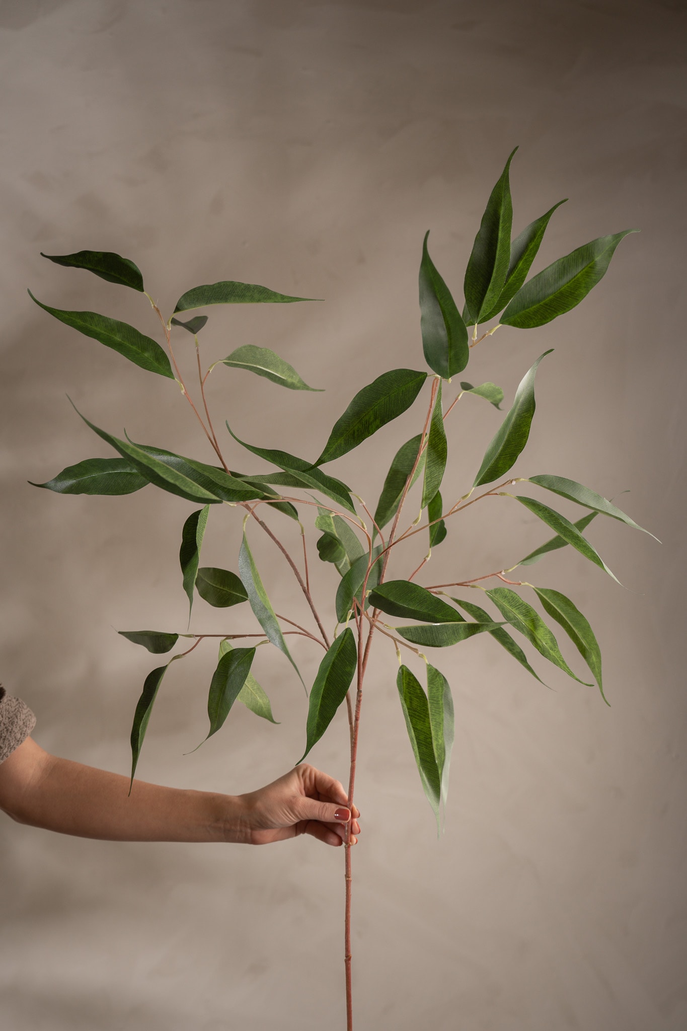 Eucalyptus