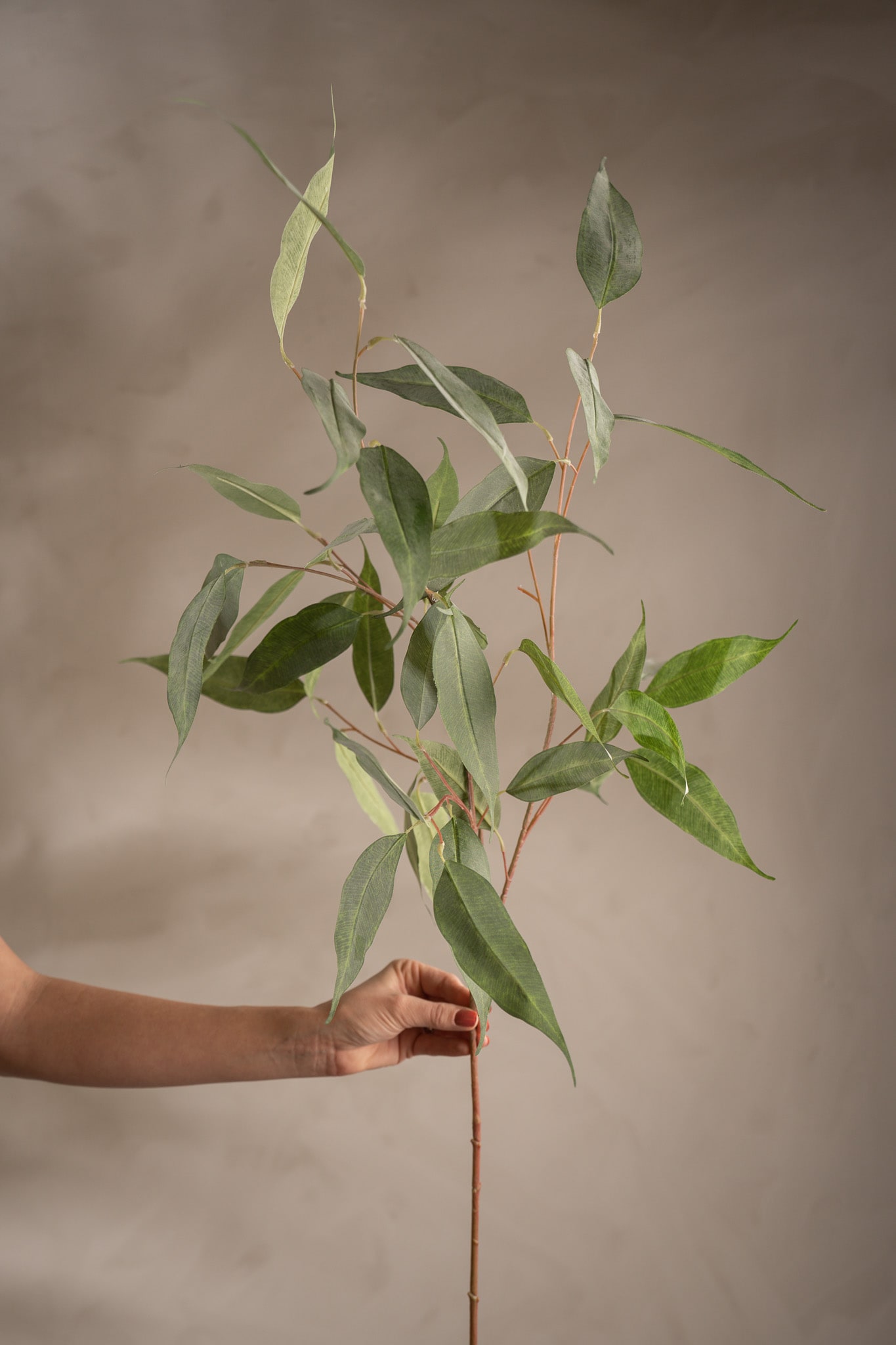 Eucalyptus