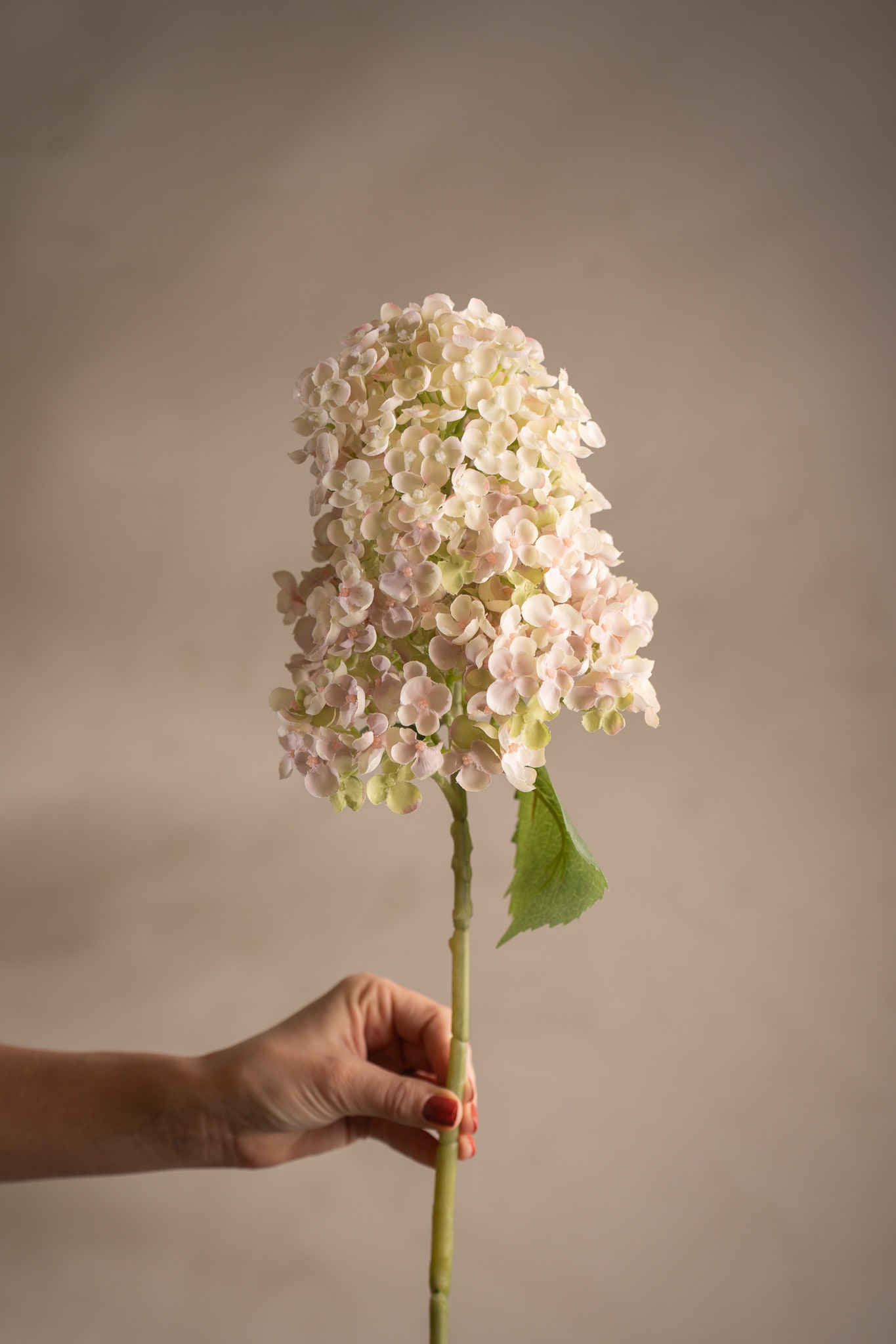 Syrénhortensia