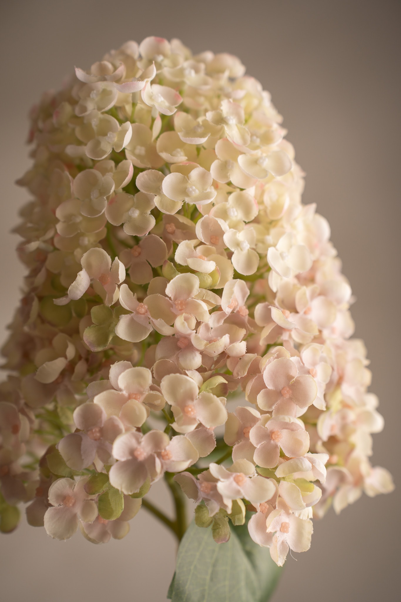 Syrénhortensia