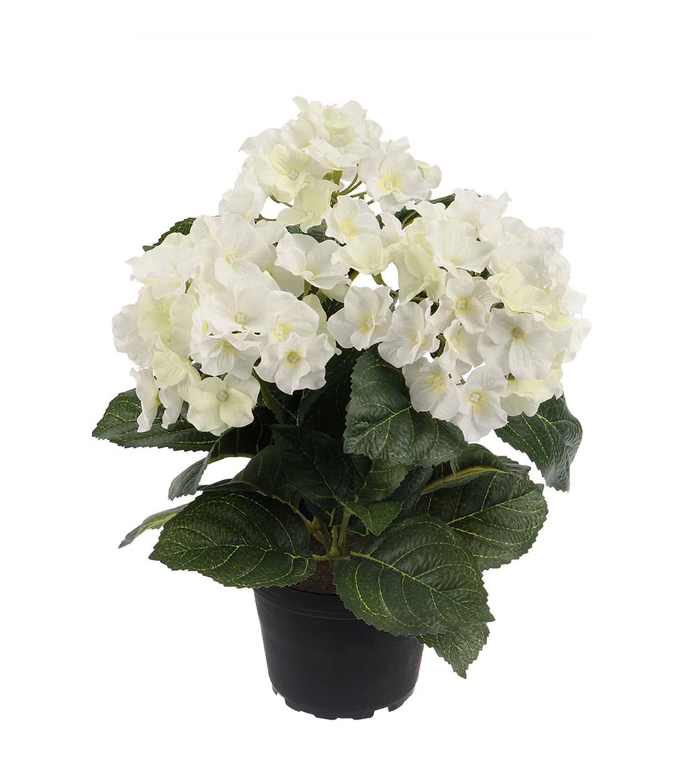 Hortensia