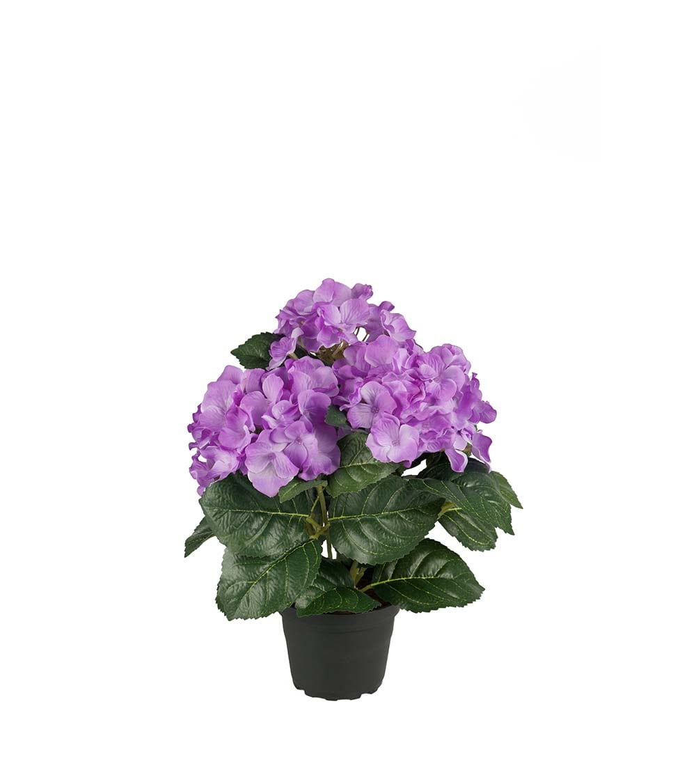 Hortensia