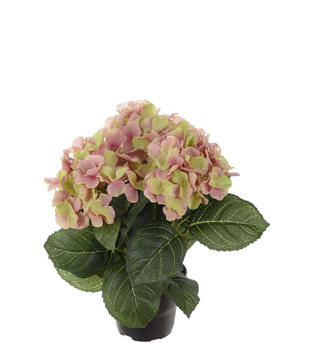 Hortensia