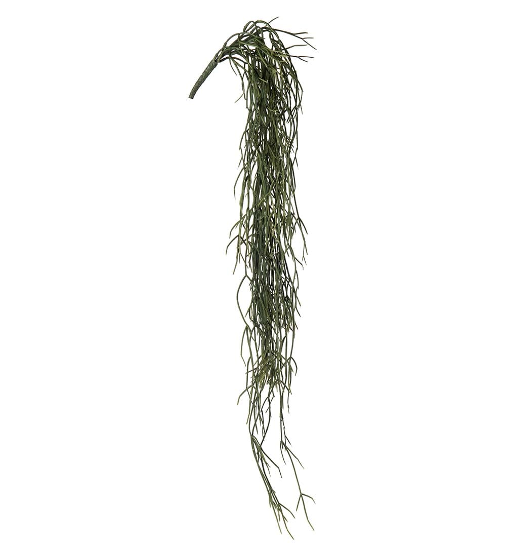 Rhipsalis