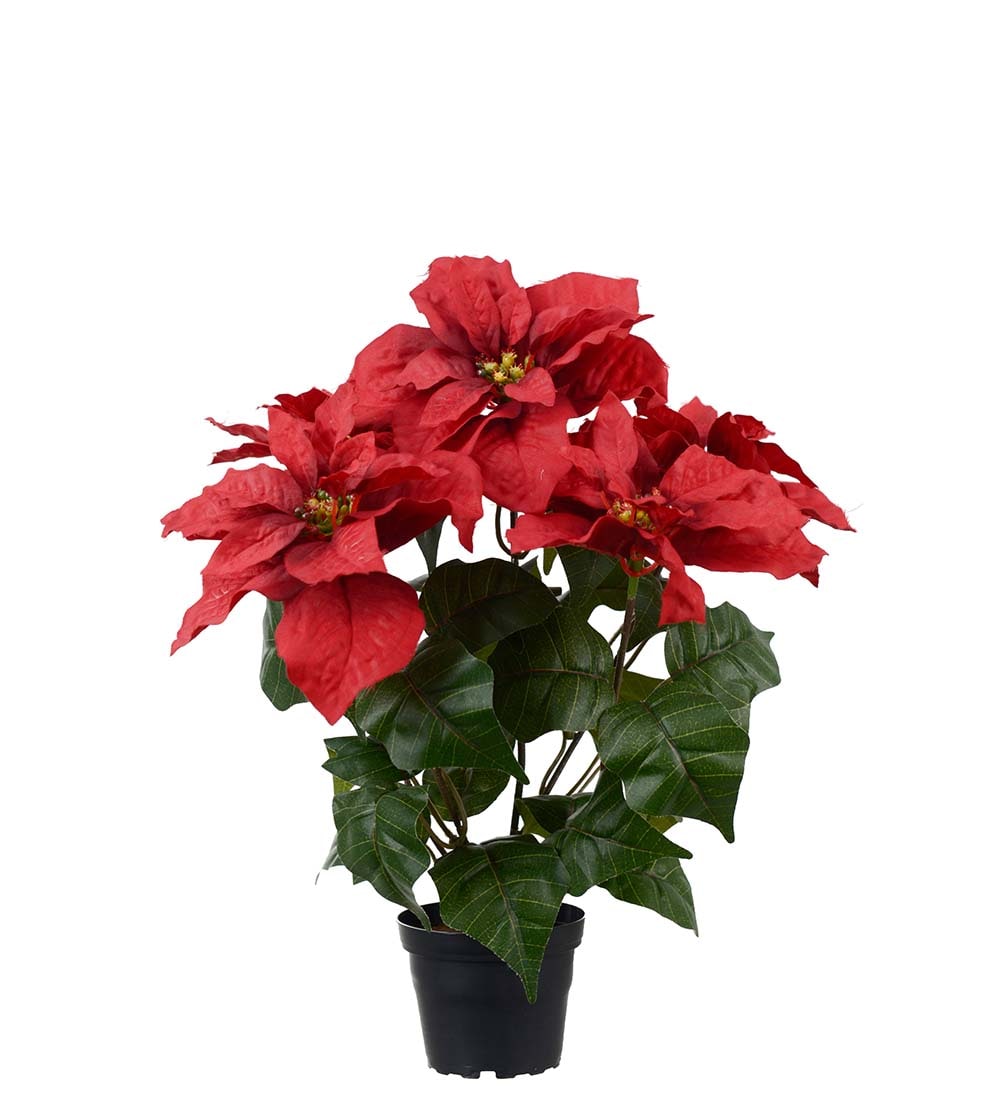 Julstjärna