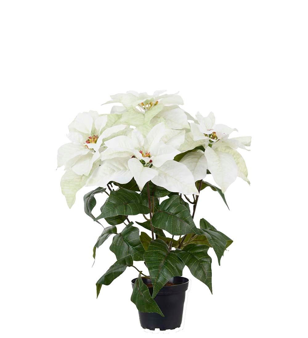 Julstjärna