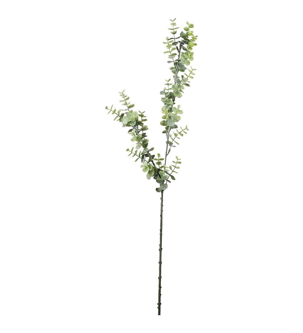 Eucalyptus