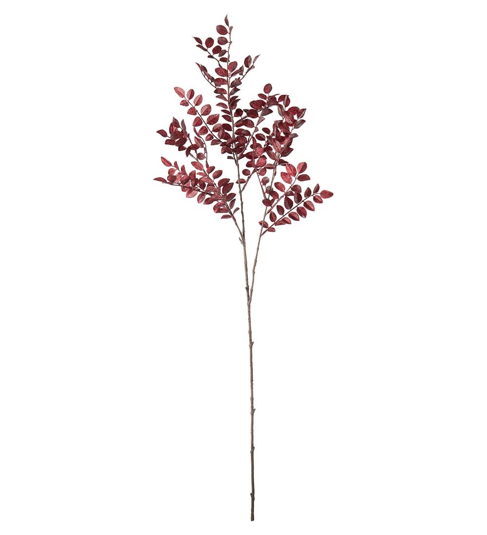 Ruscus