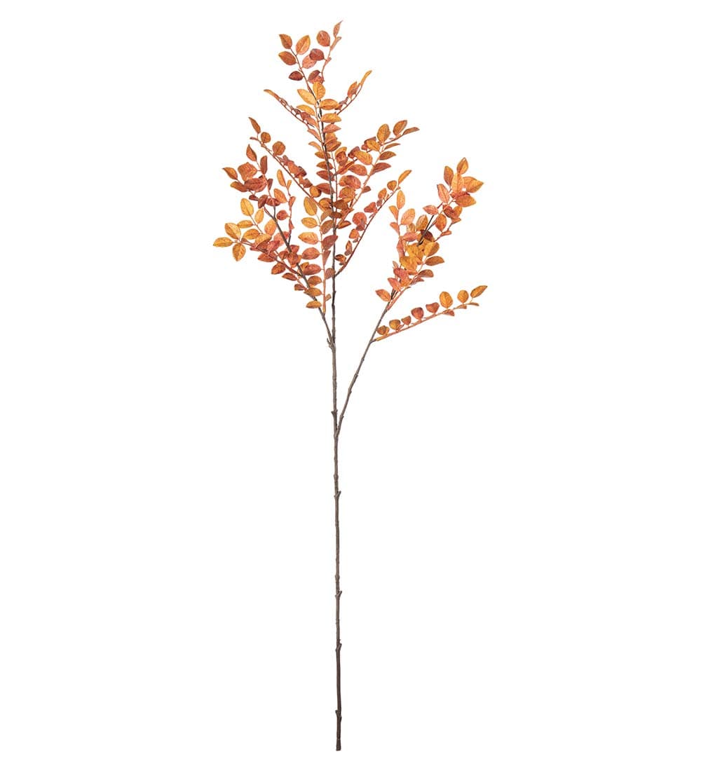 Ruscus