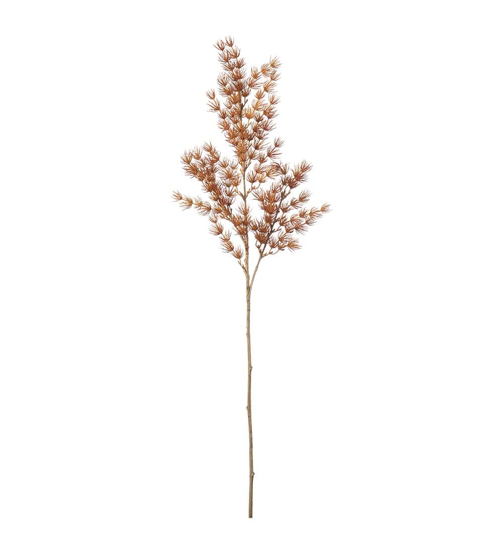 Asparagus