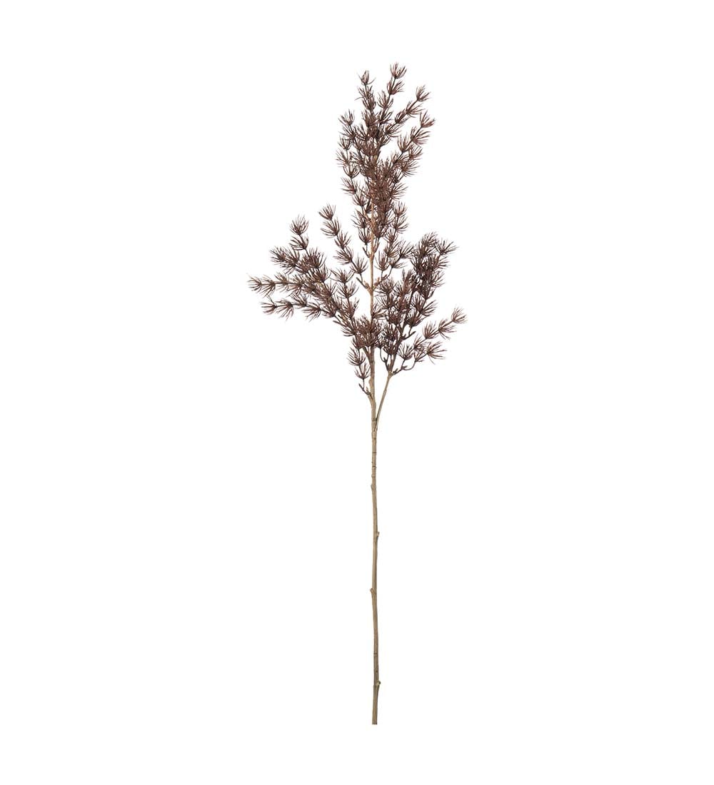 Asparagus