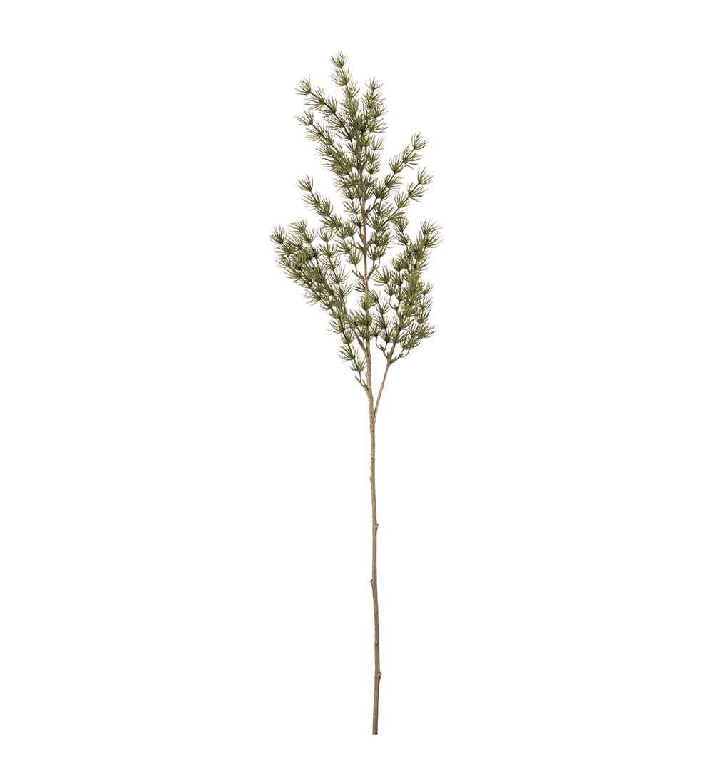 Asparagus