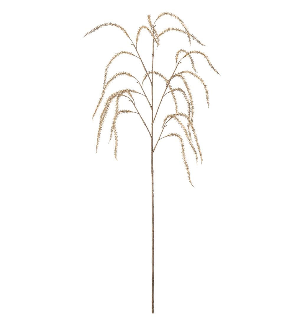 Amaranthus