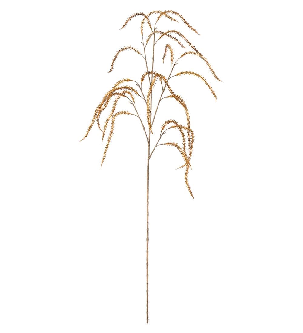 Amaranthus