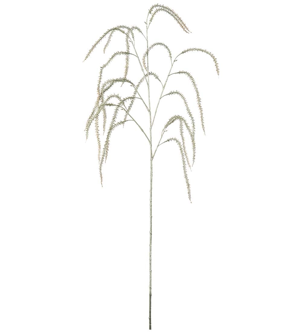 Amaranthus