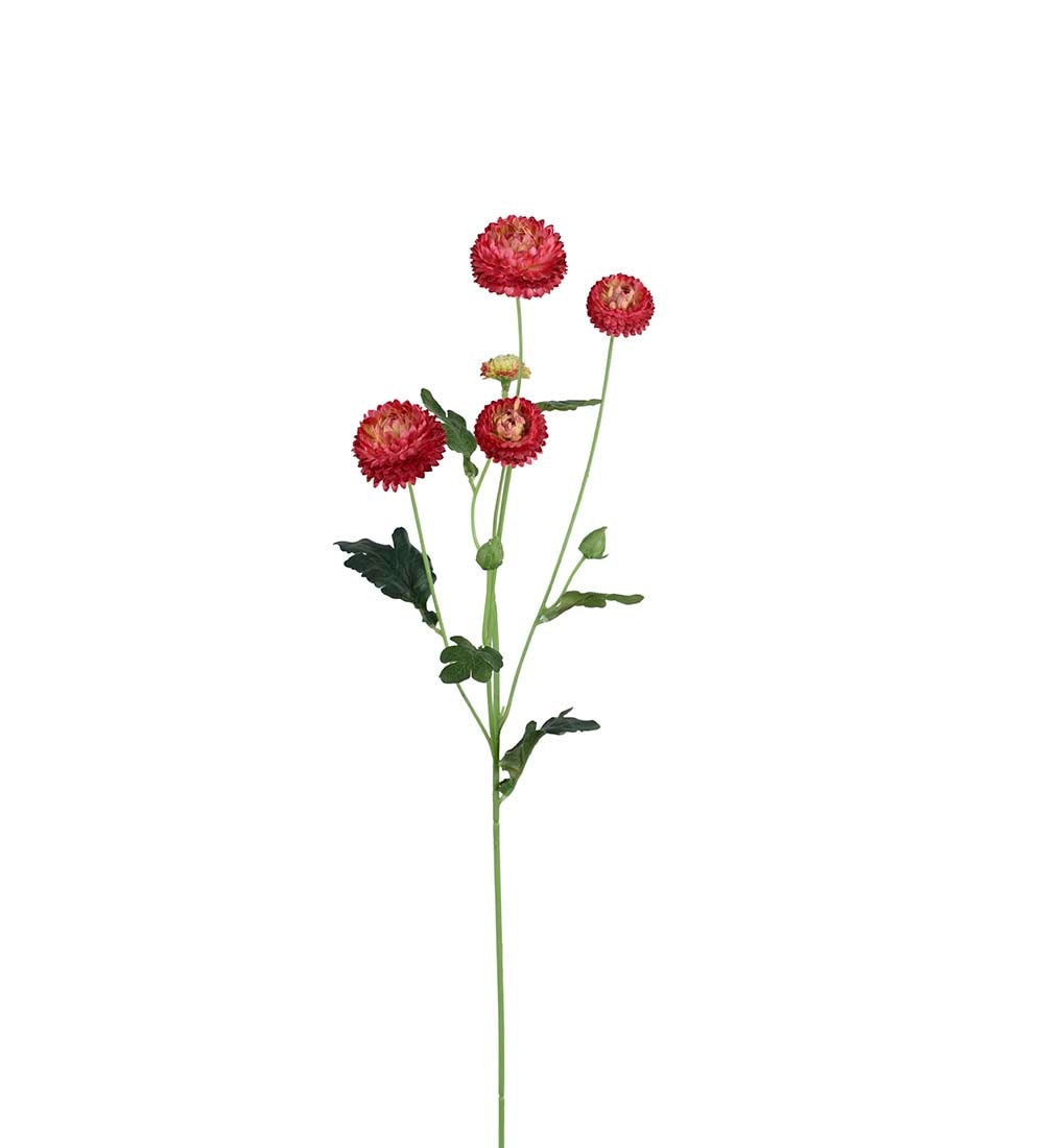 Chrysanthemum