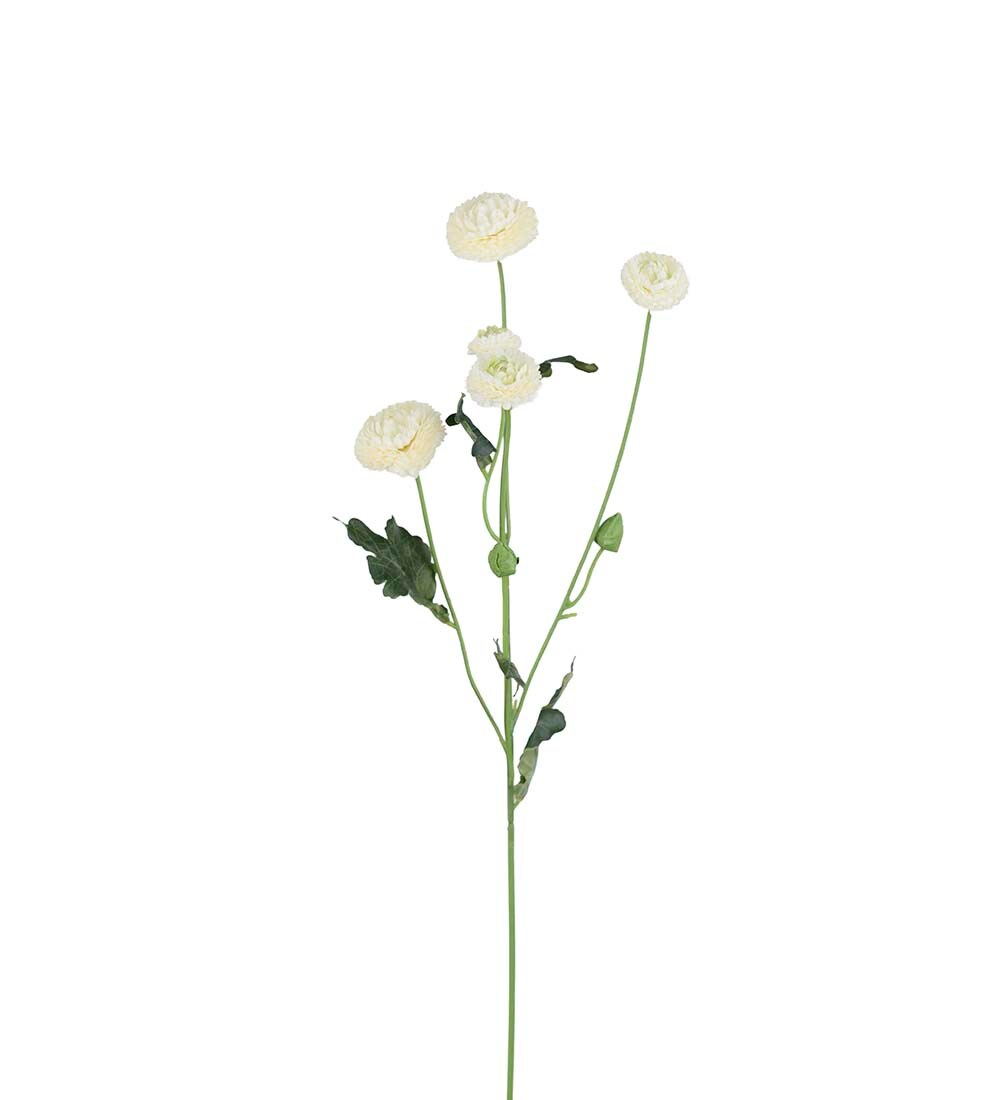 Chrysanthemum