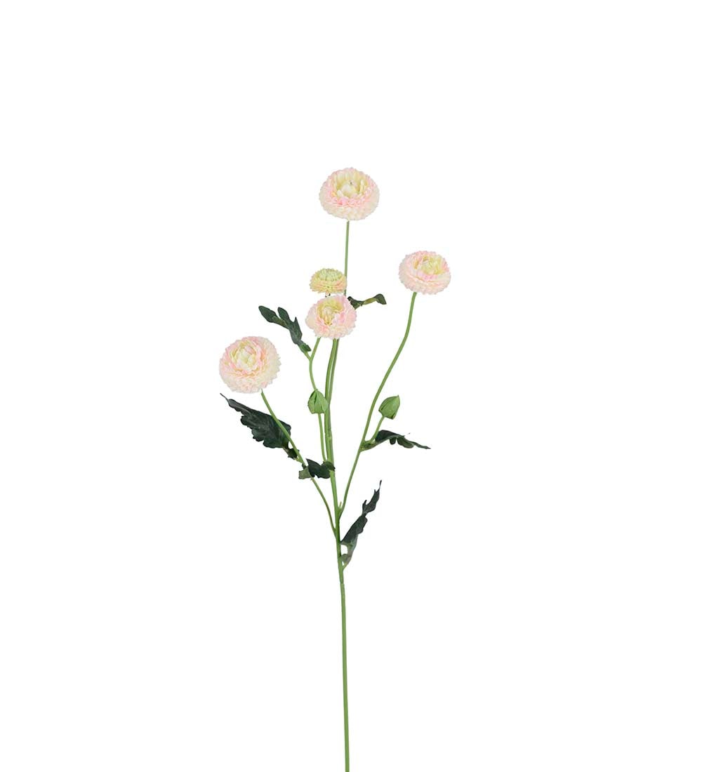 Chrysanthemum
