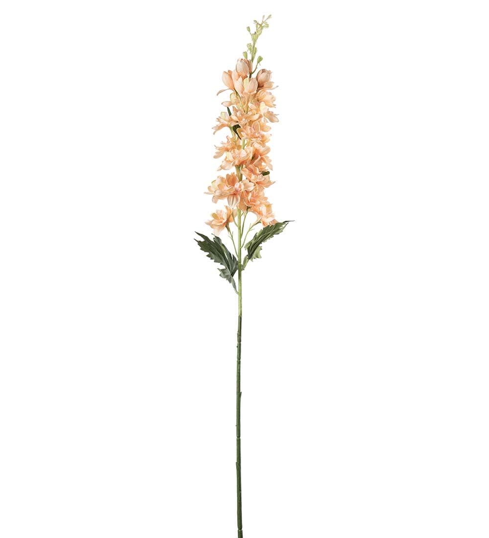 Delphinium