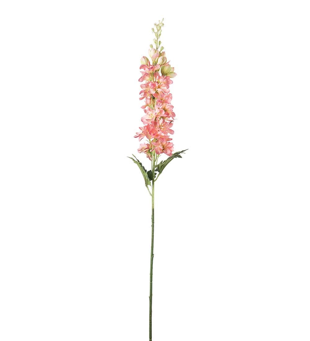 Delphinium