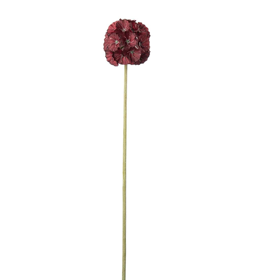 Scabiosa