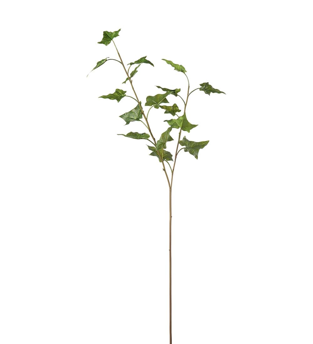 Murgröna