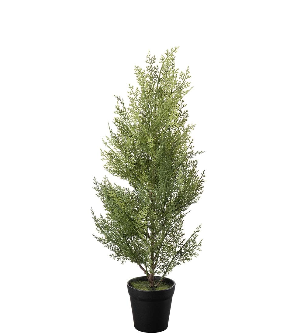 Cypress