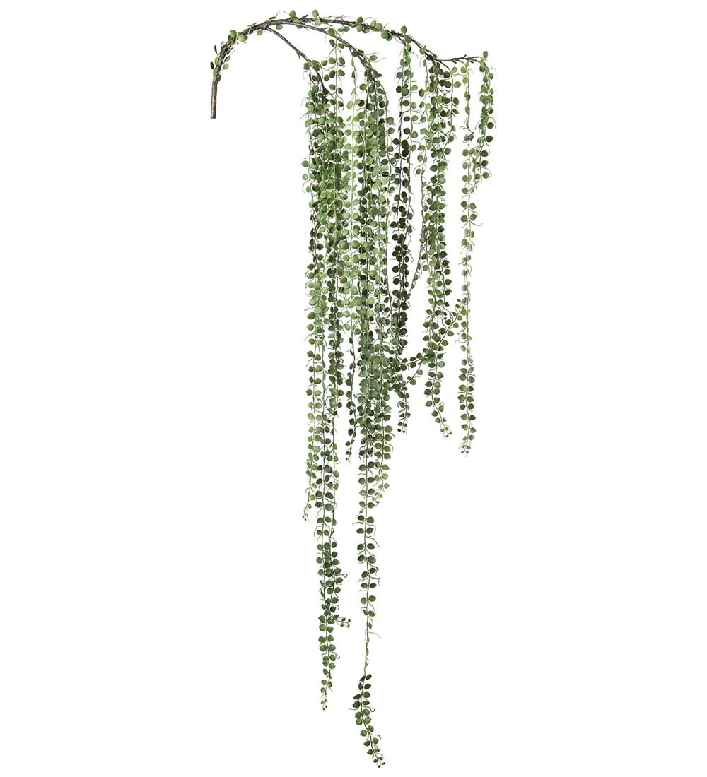 Senecio