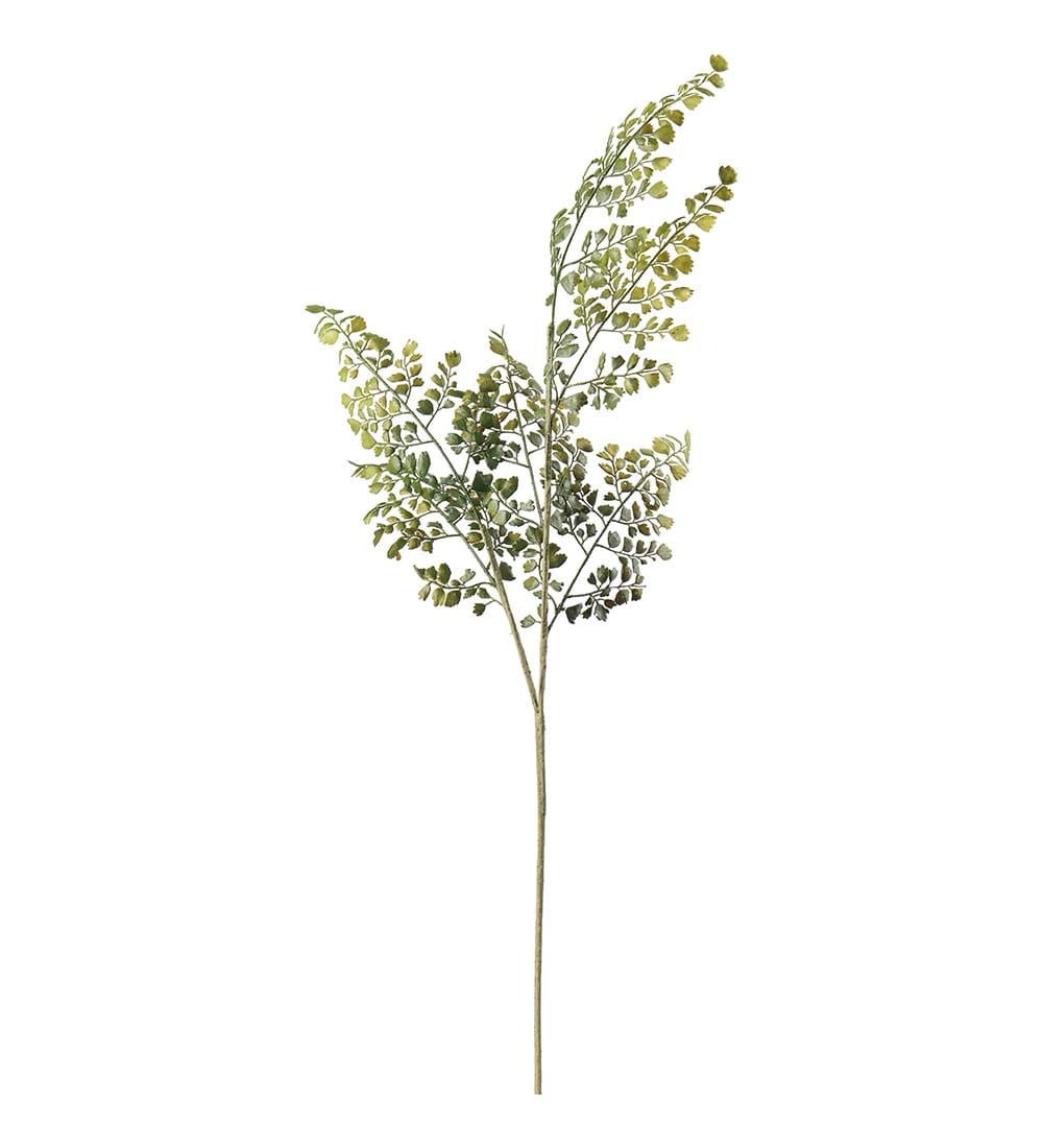Adiantum