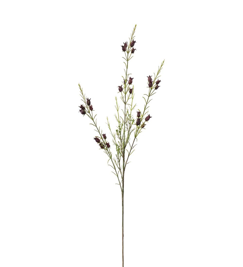 Calluna