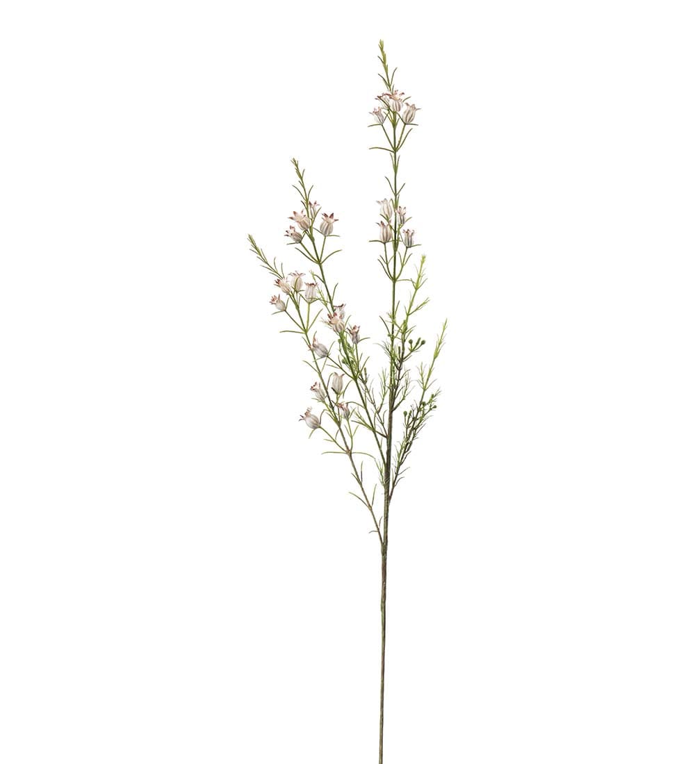 Calluna