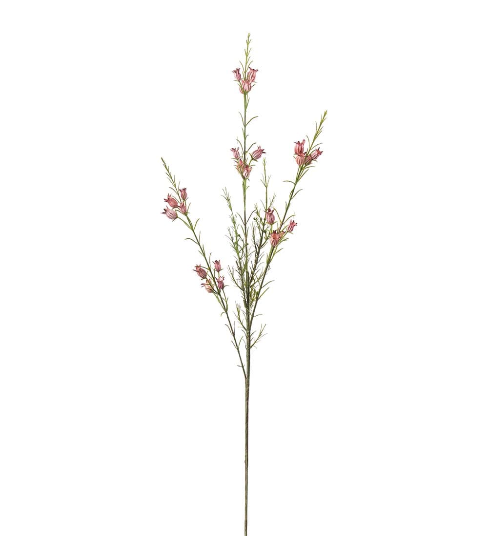 Calluna