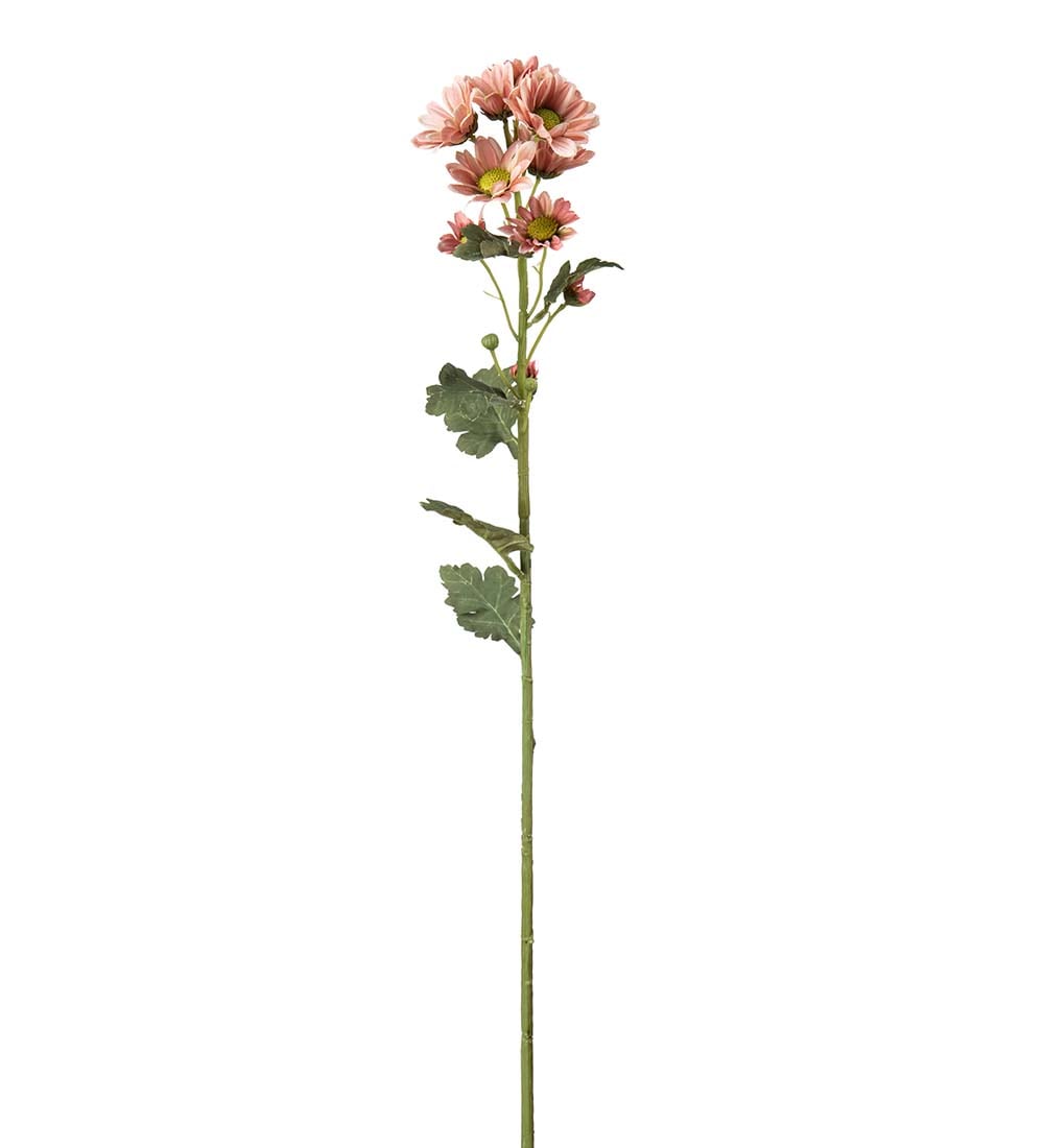 Chrysanthemum