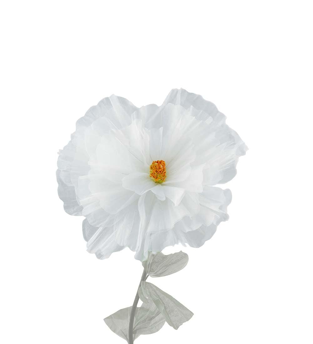 Blomma Daisy