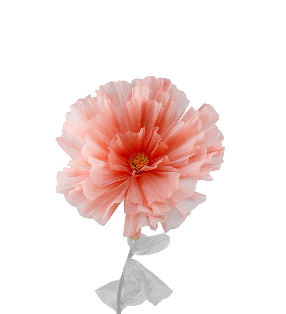 Blomma Daisy