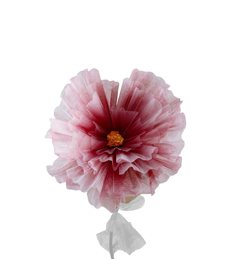 Blomma Daisy
