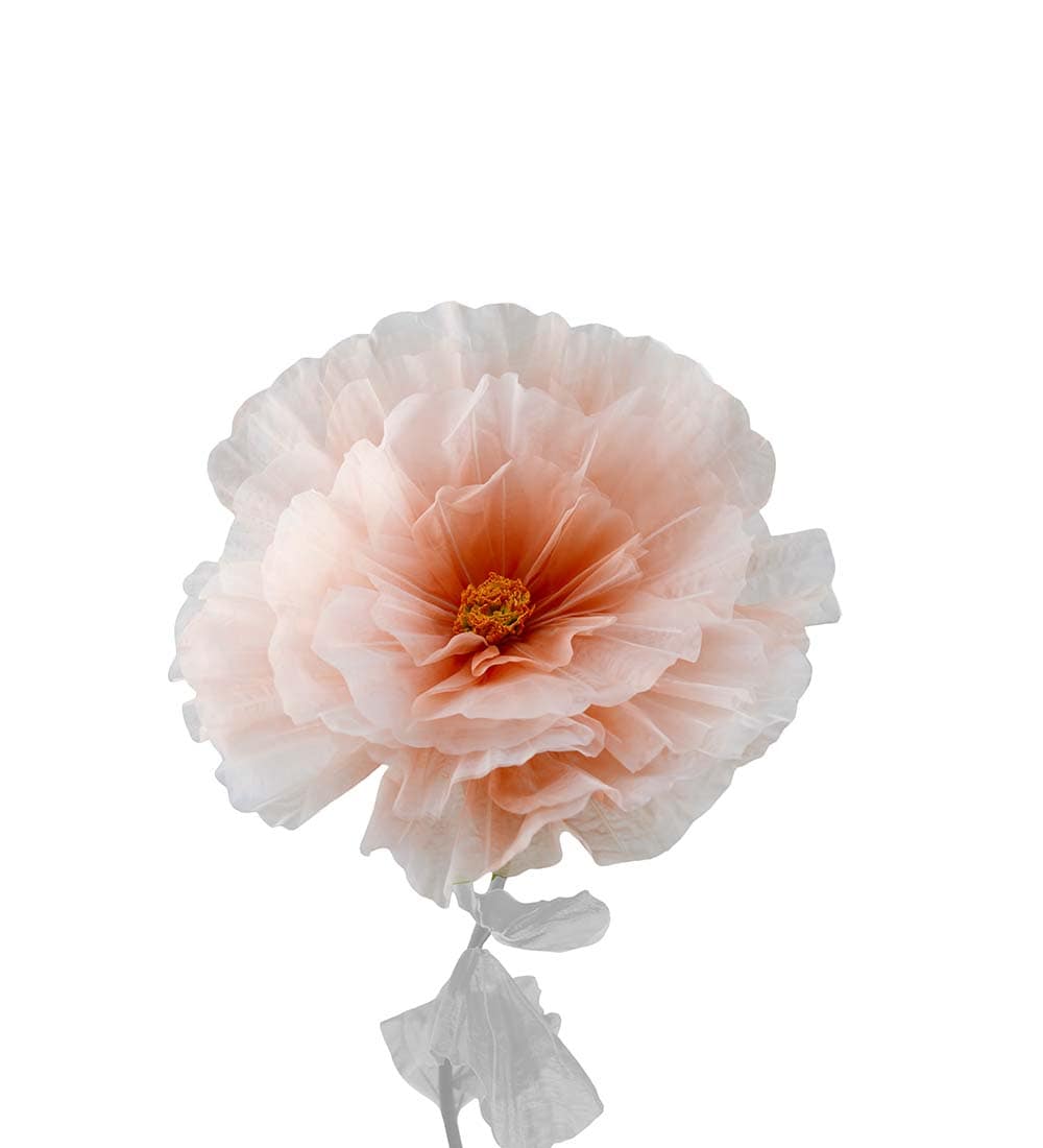 Blomma Daisy