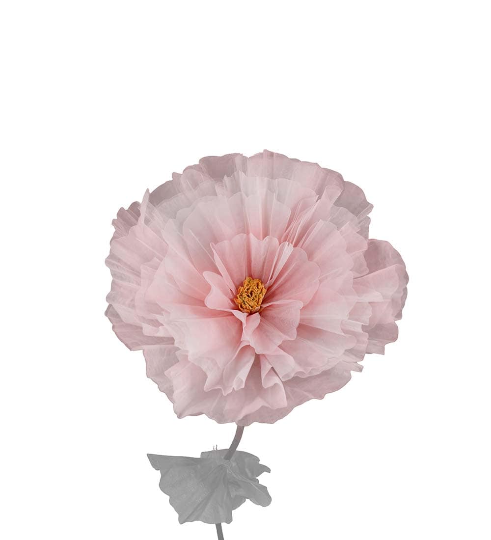 Blomma Daisy
