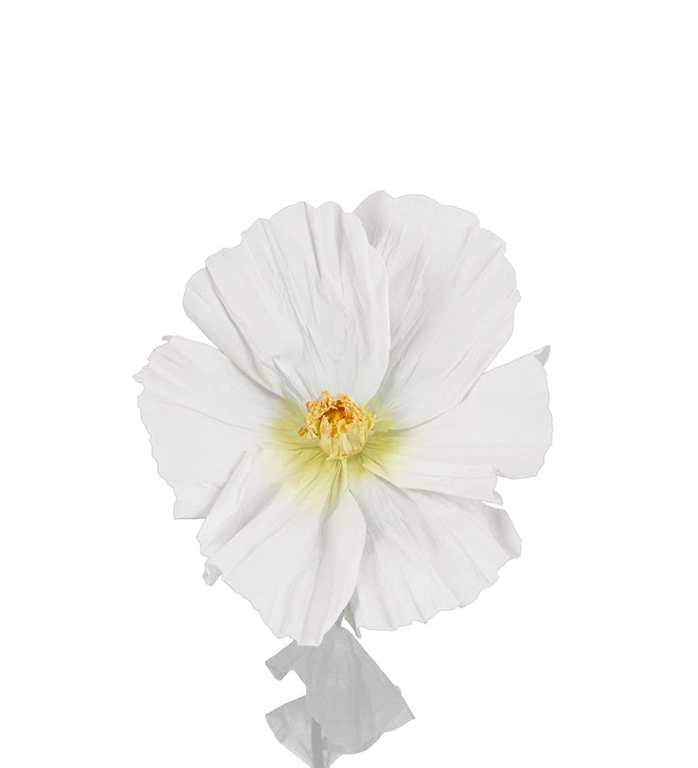 Blomma Lykke