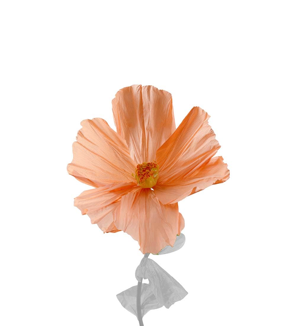 Blomma Lykke