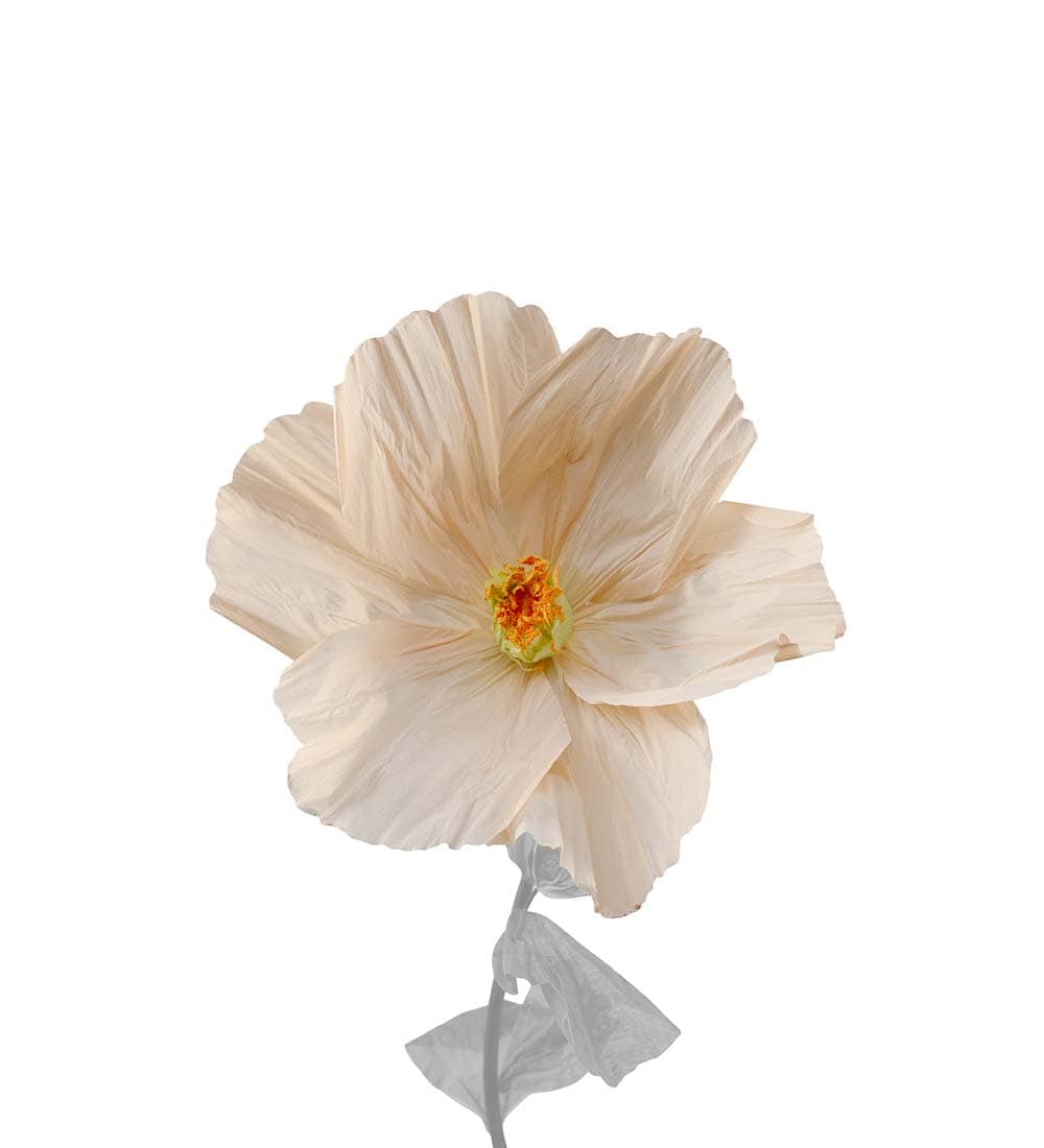 Blomma Lykke