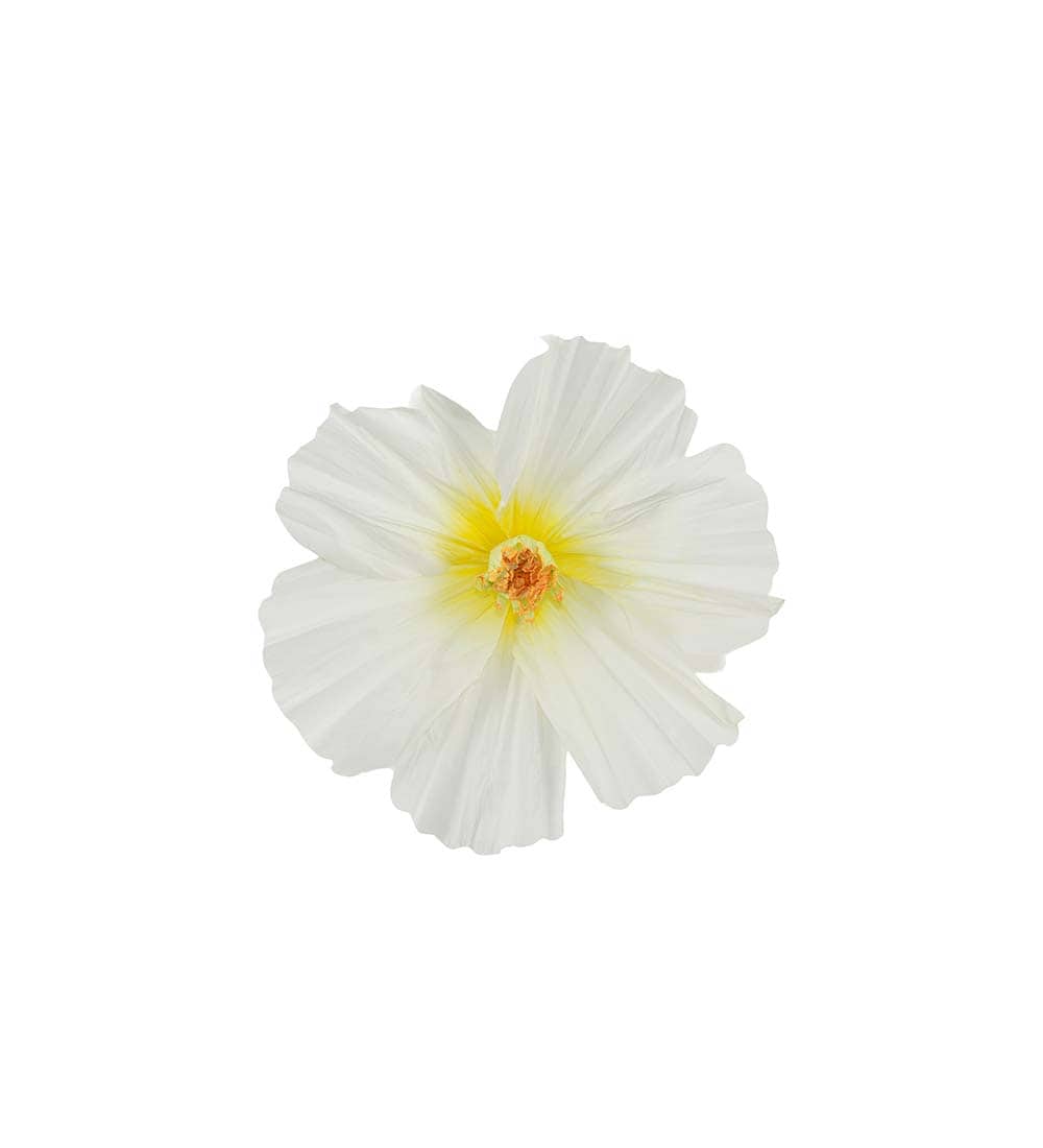 Blomma Lykke vägg
