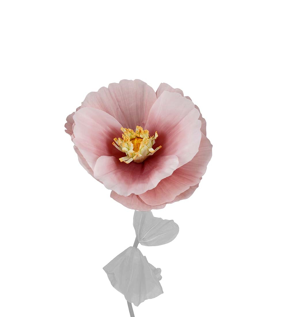 Blomma Signe
