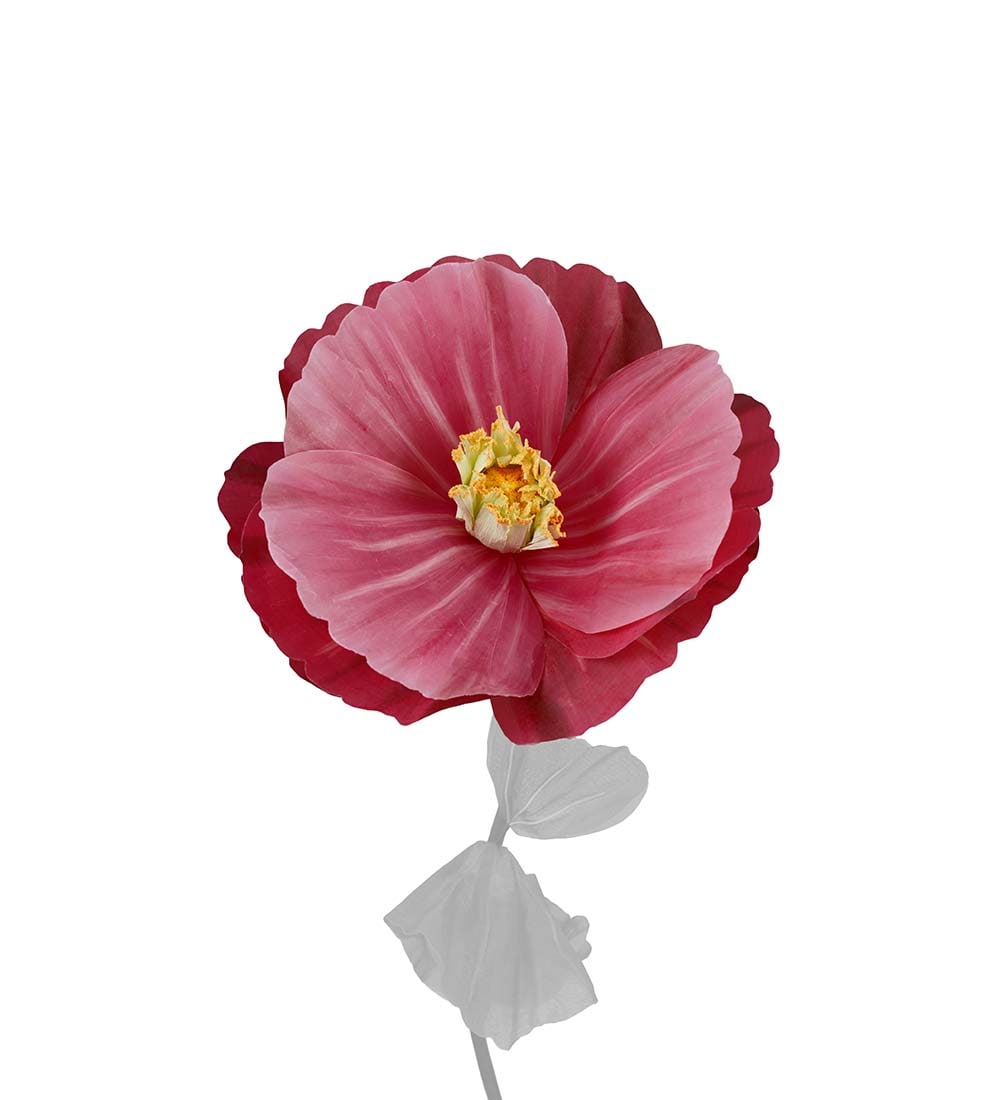 Blomma Signe