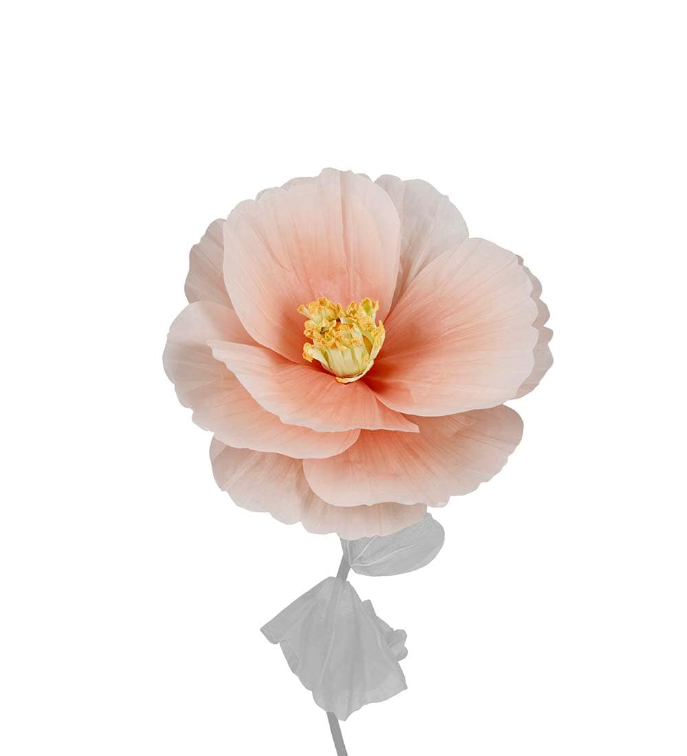 Blomma Signe