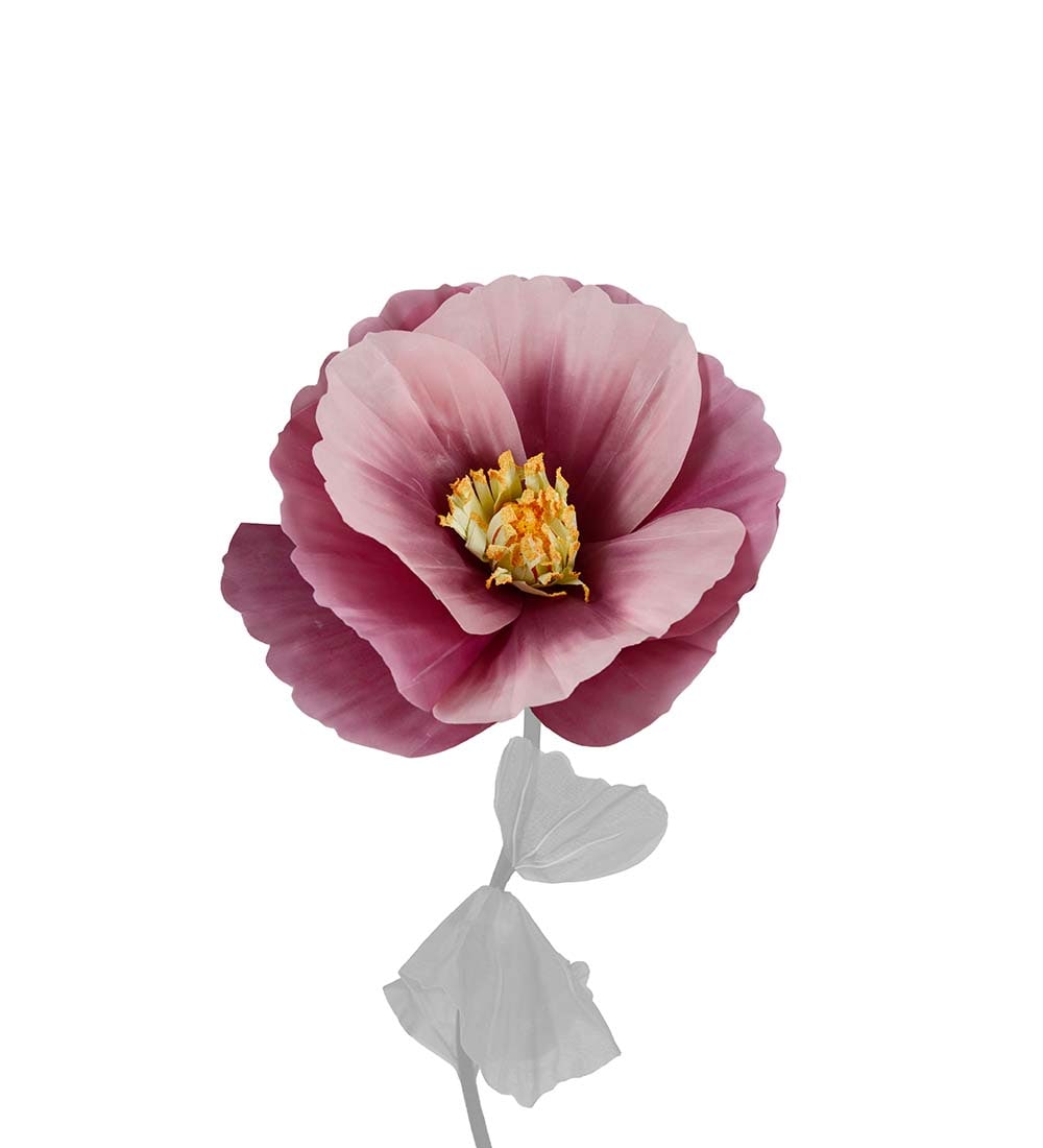 Blomma Signe